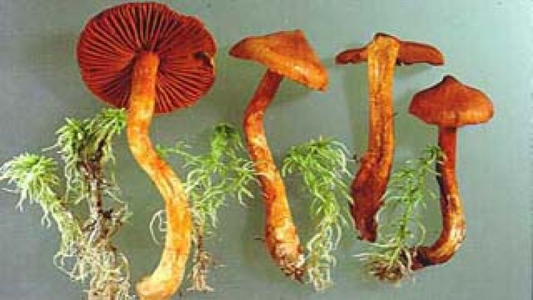 copyright: Dkfm. Hausknecht, Österr. Mykologische Gesellschaft Prächtiger Schleierling, Spitzhütiger Schleierling