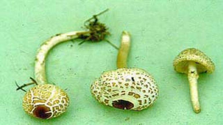 copyright: Karl Scholz Stinkschirmling, Kleiner Stinkschirmling