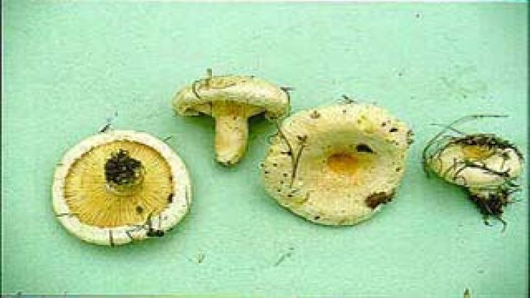 Blasser Zottenreizker, Zottiger Reizker, Fransenreizker