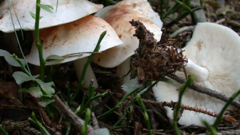 copyright: Günter Frühwirth Gefleckter Rübling