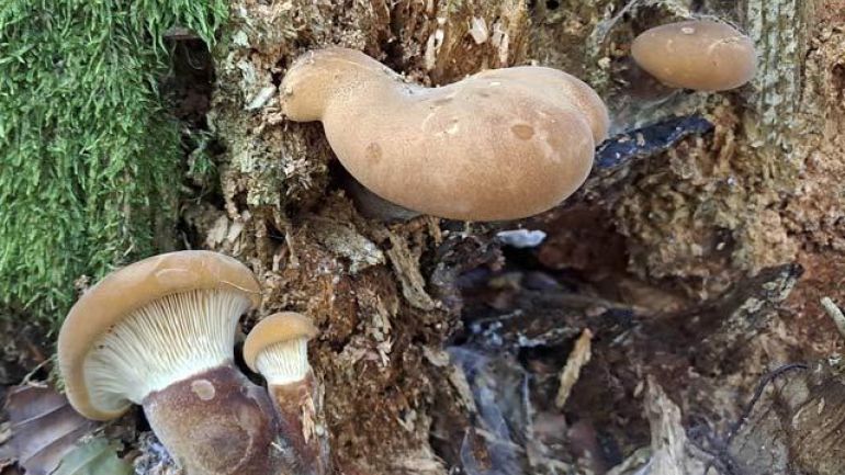 copyright: Günter Frühwirth Samtfußkrempling