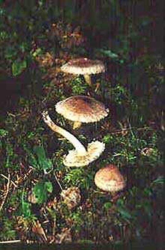 Bärtiger Ritterling, Wolliger Ritterling, Zottiger Ritterling