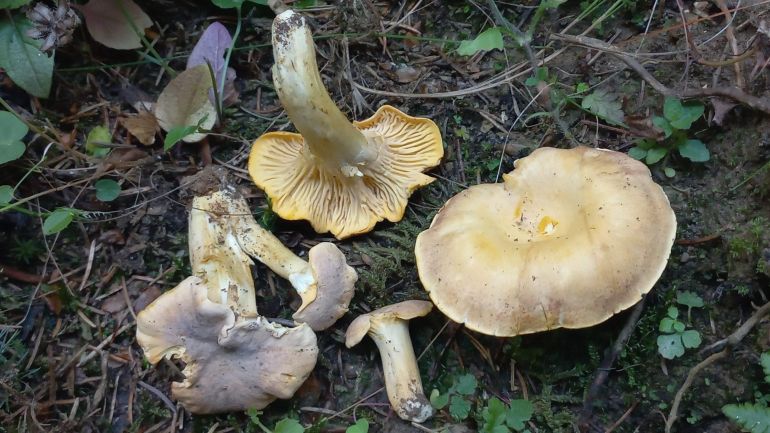 Amethyst-Eierschwammerl, Amethystschuppiger Pfifferling