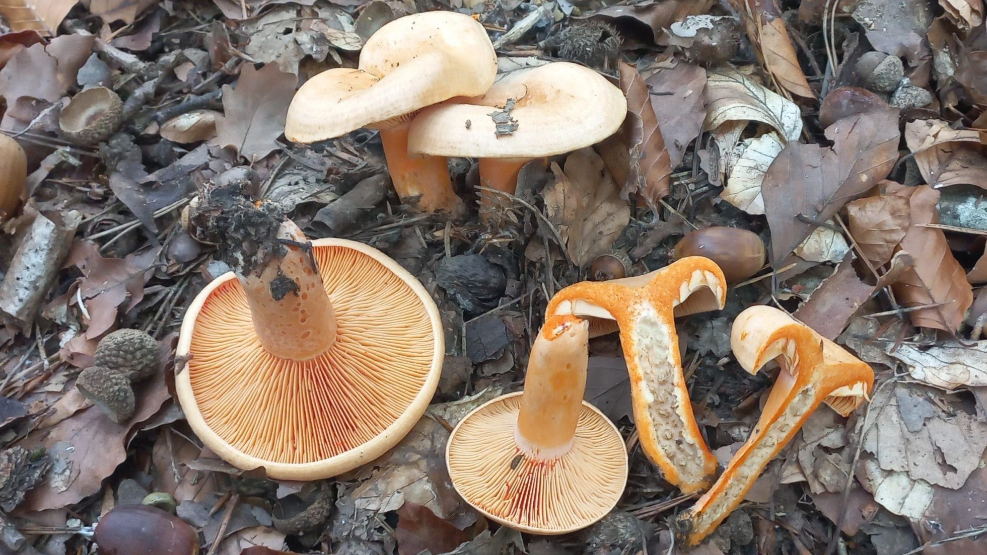 Edel Reizker, Echter Reizker