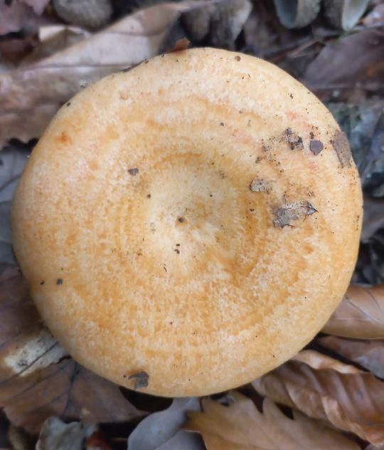 Hut des Edelreizkers