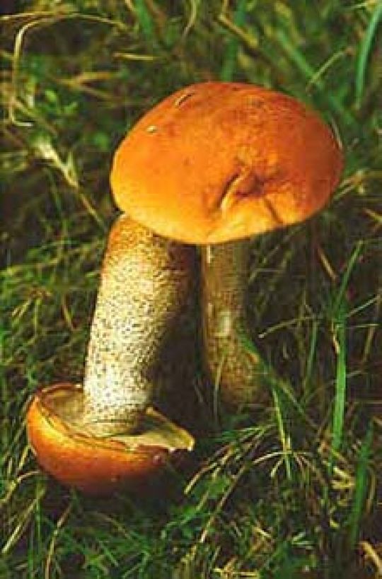 copyright: Karl Scholz Espen Rotkappe