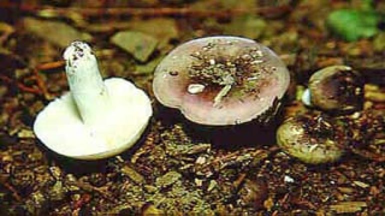 Frauen Täubling, Lilagrüner Täubling, violettgrüner Täubling