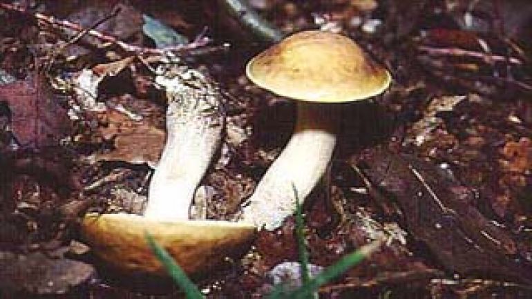 copyright: Karl Scholz Hainbuchen Röhrling, Hainbuchen Rauhfuß