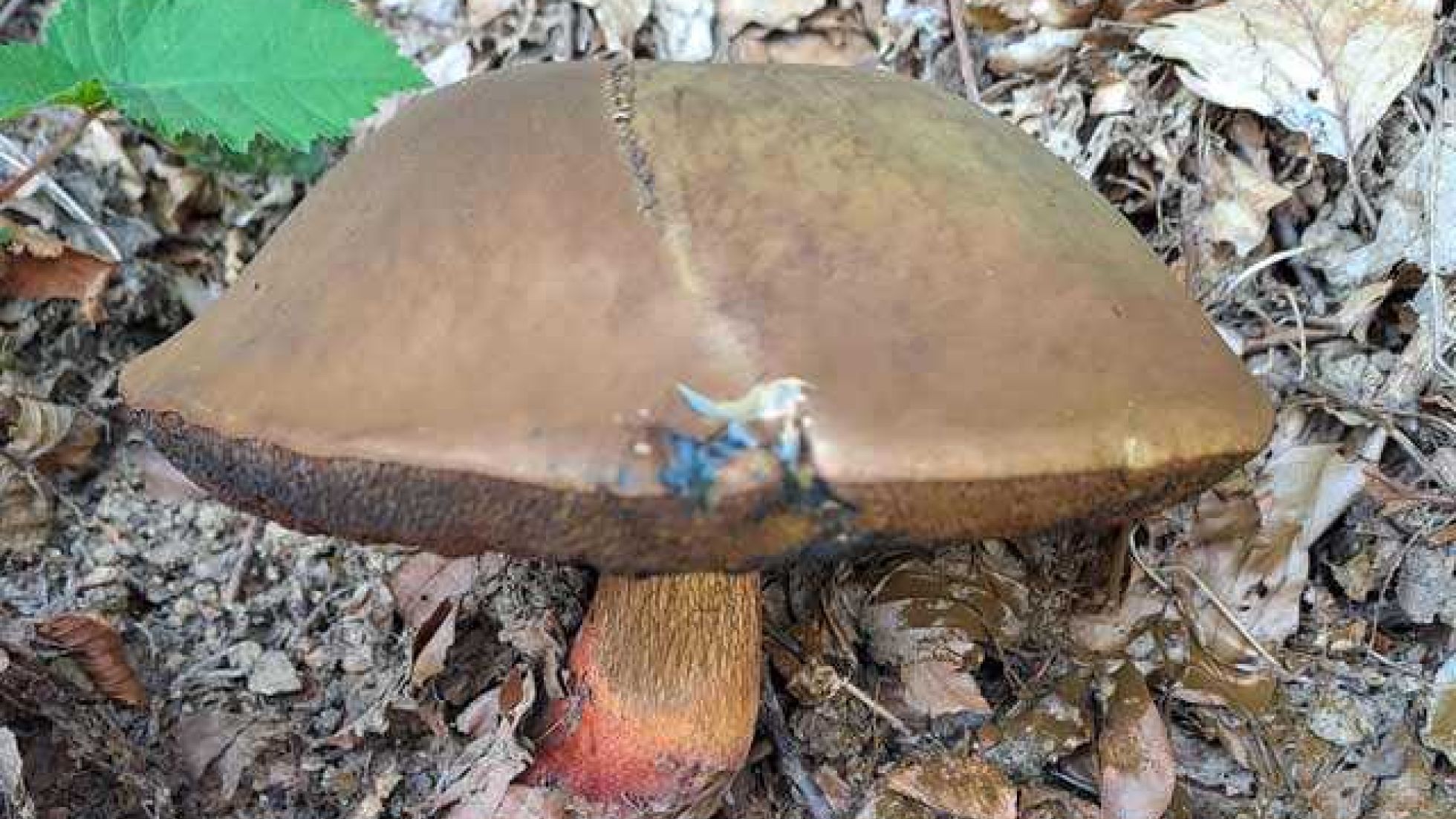 copyright: Günter Frühwirth Netzstieliger Hexenröhrling