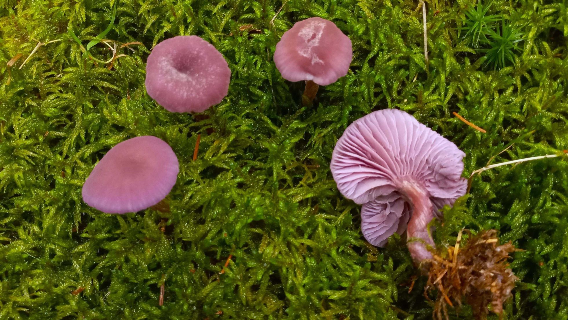 Violetter Lacktrichterling