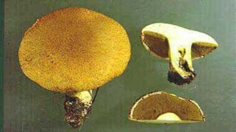 copyright: Dkfm. Hausknecht, Österr. Mykologische Gesellschaft Sandpilz, Sand Röhrling, Semmelpilz