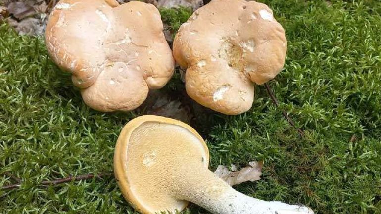 copyright: Günter Frühwirth Semmelstacheling, Semmelstoppelpilz