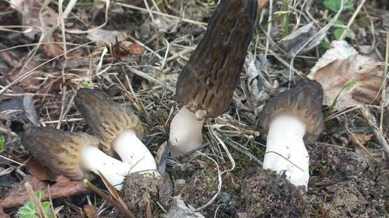 copyright: Günter Frühwirth Spitzmorchel, Köstliche Morchel