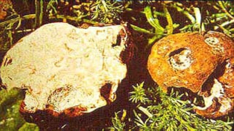 copyright: Karl Scholz Weiße Trüffel, Deutsche Trüffel