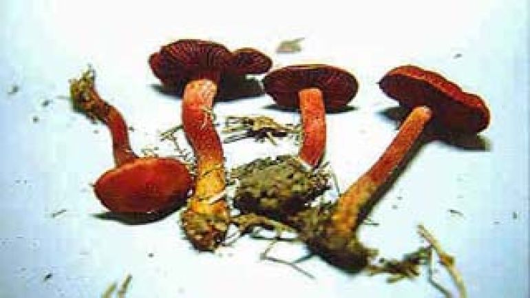 Blutroter Hautkopf, Bluthautkopf