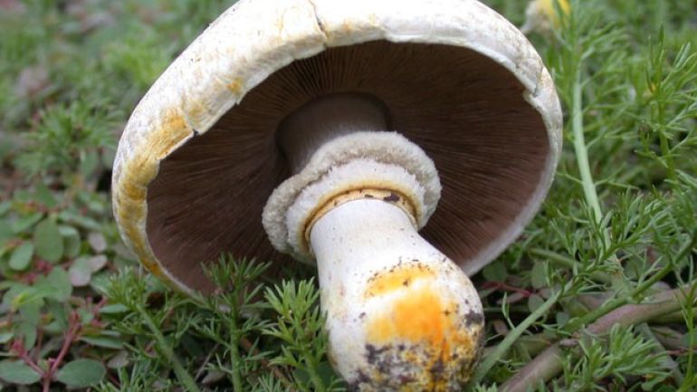 copyright: Günter Frühwirth Karbolchampignon, Giftchampignon, Tintenegerling