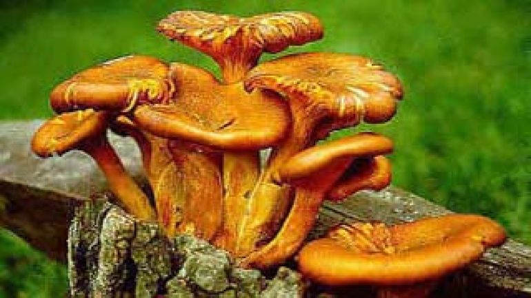 Leuchtender Ölbaum Pilz, Ölbaumtrichterling