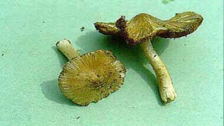 Kegeliger Risspilz, Geschweifter Risspilz