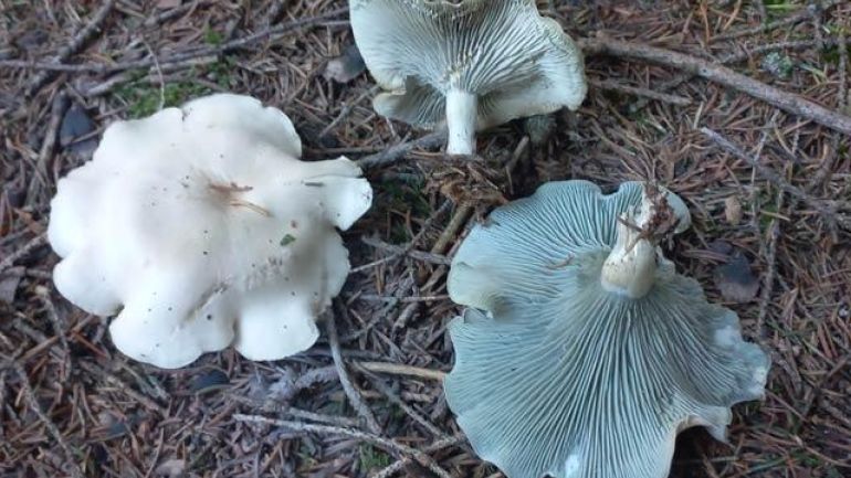 copyright: Günter Frühwirth Grüner Anistrichterling