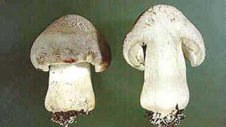 copyright: Dkfm. Hausknecht, Österreichische Mykologische Gesellschaft Tiger Ritterling