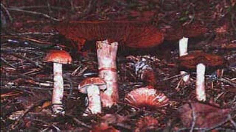 copyright: Karl Scholz Geschmückter Gürtelfuß, Rotgebänderter Gürtelfuß