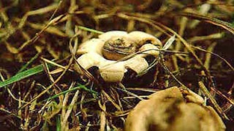 Fransenerdstern, Gewimperter Erdstern