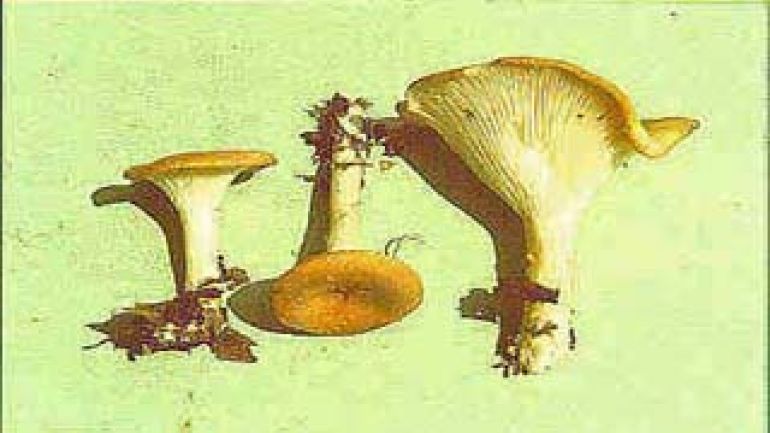 copyright: Karl Scholz Ockerbräunlicher Trichterling, Gemeiner Trichterling, Gebuckelter Trichterling