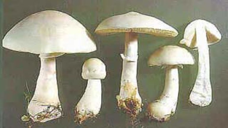 copyright: Dkfm. Hausknecht, Österreichische Mykologische Gesellschaft Rosablättriger Schirmling