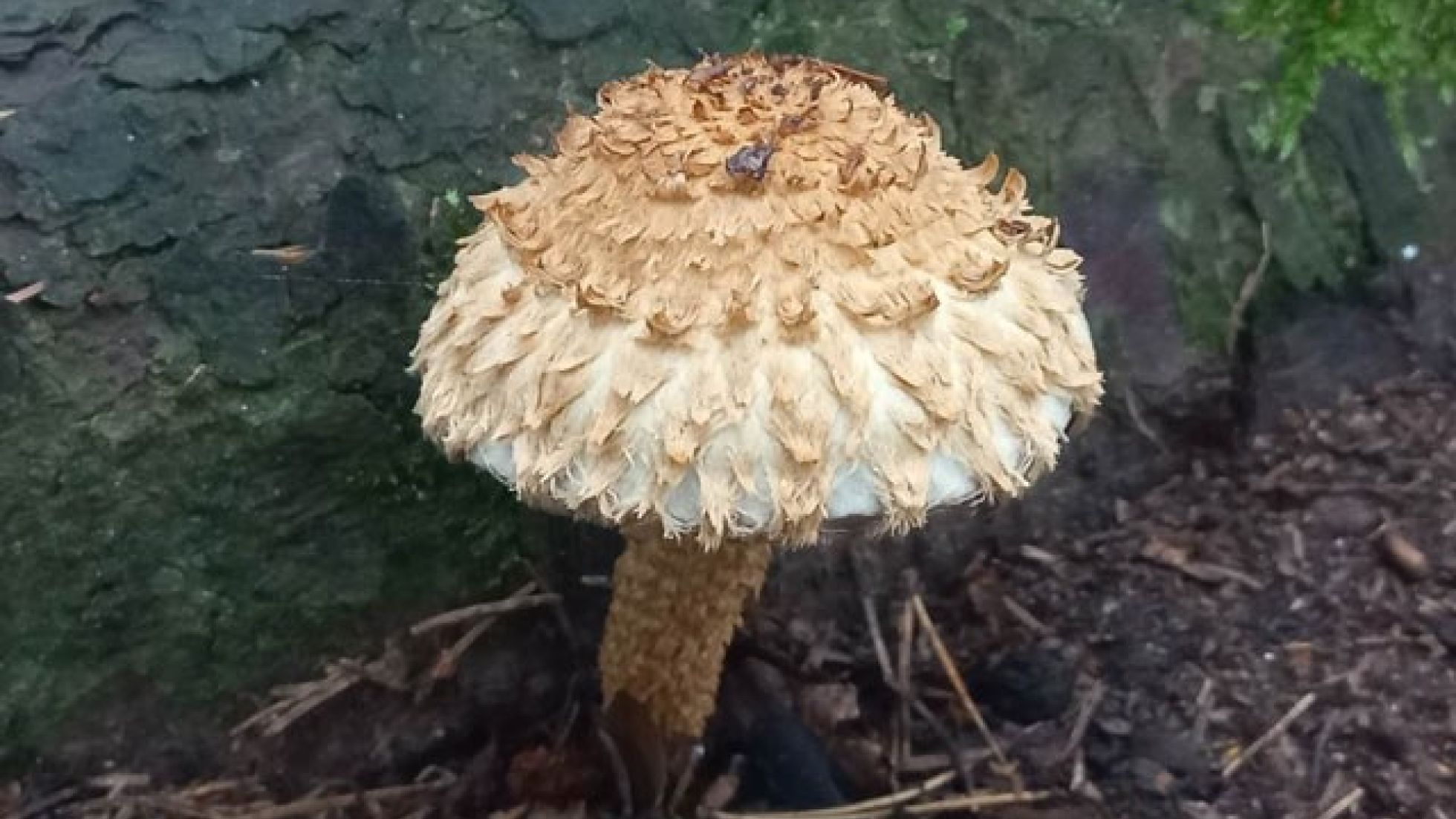 Sparriger Schüppling