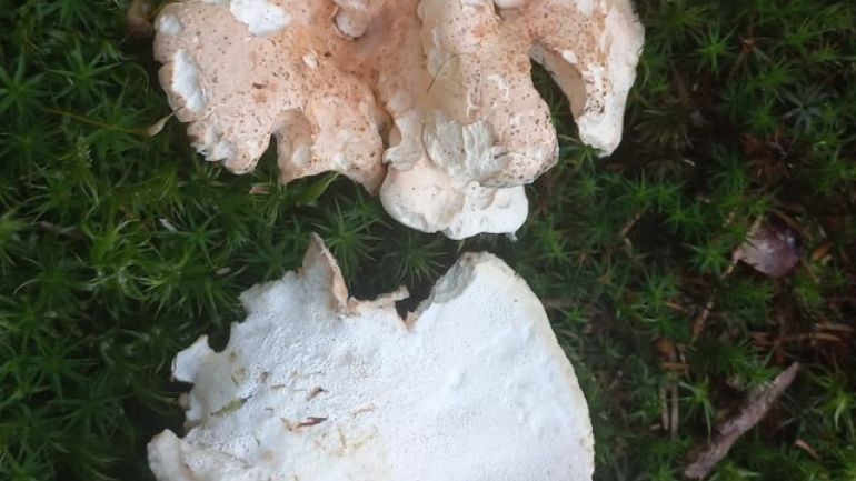 copyright: Günter Frühwirth Semmelporling