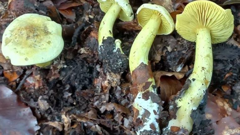 copyright: Günter Frühwirth Zimtfarbener Weichporling