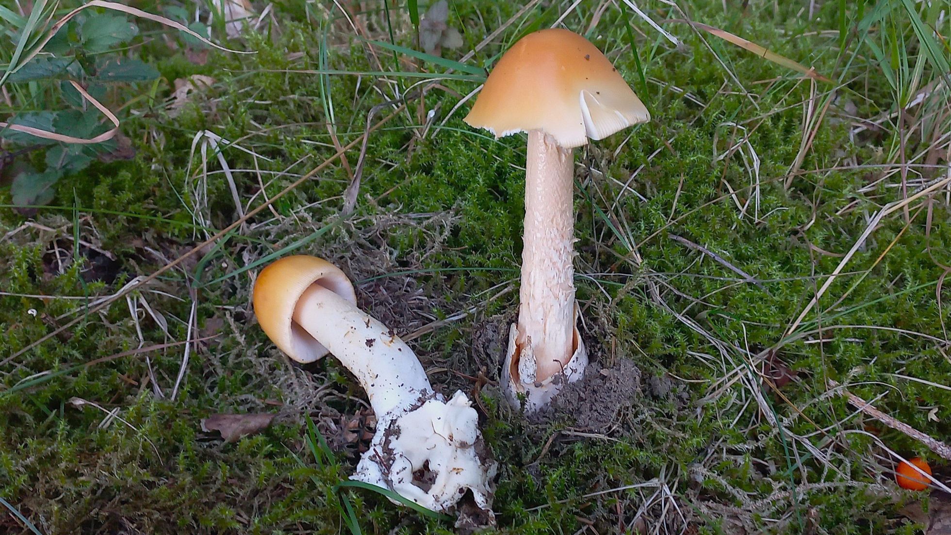 Scheidenegerling, Stadtchampignon