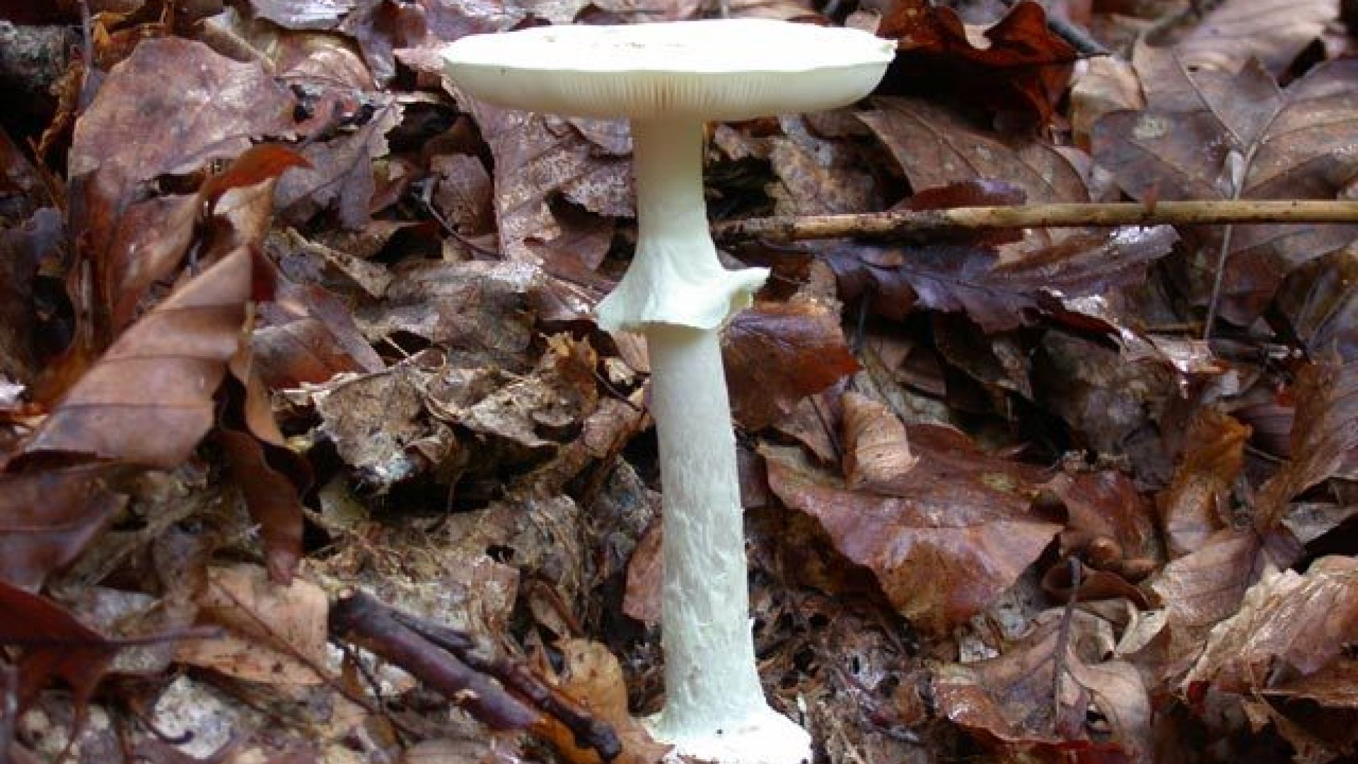 Gelber Knollenblätterpilz