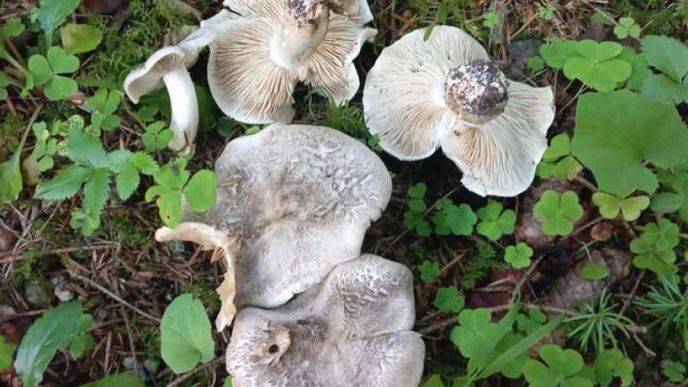 copyright: Günter Frühwirth Seidiger Tigerritterling