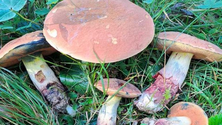 copyright: Günter Frühwirth Glattstieliger Hexenröhrling