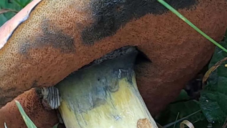 copyright: Günter Frühwirth Glattstieliger Hexenröhrling