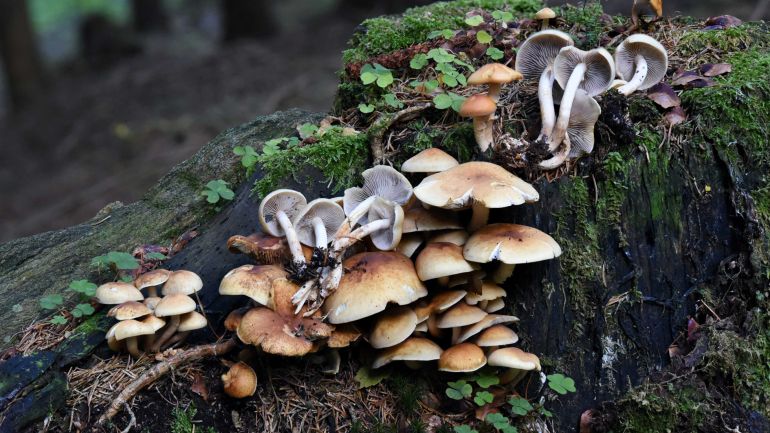 copyright: Günter Frühwirth Rauchblättriger Schwefelkopf