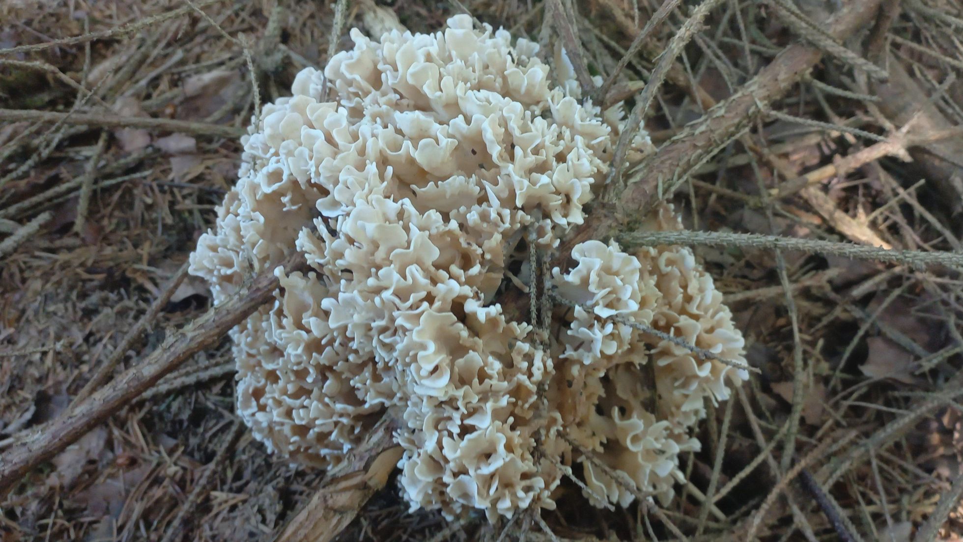 copyright: Günter Frühwirth Breitblättrige Glucke, Eichenglucke, Tannenglucke