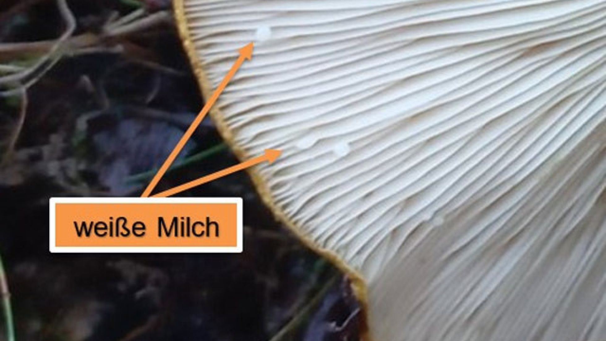 copyright: Günter Frühwirth Milch des Olivbraunen Milchling