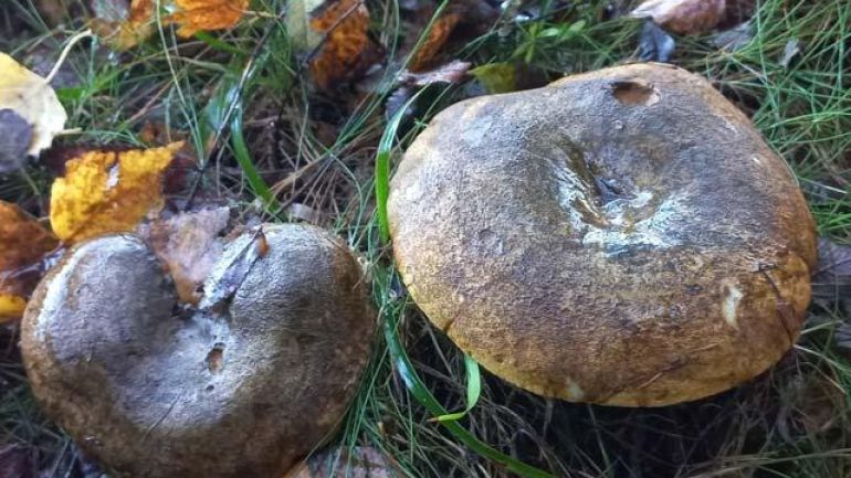 copyright: Günter Frühwirth Olivbrauner Milchling