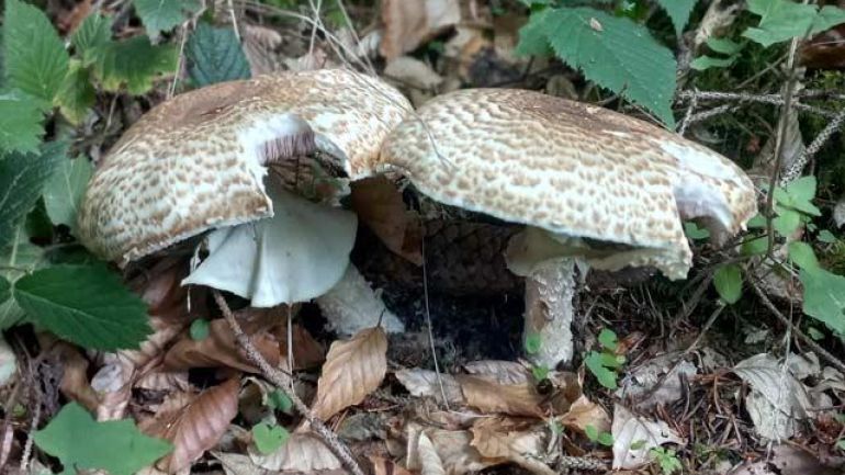 copyright: Günter Frühwirth Riesenchampignon