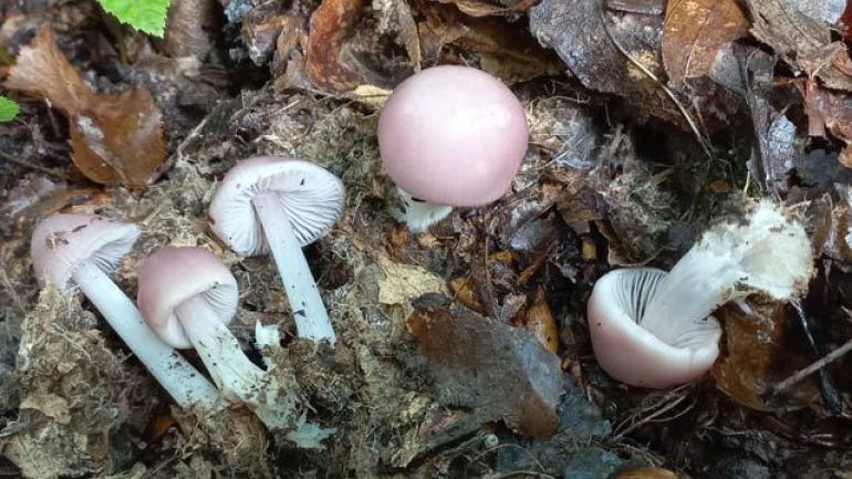 copyright: Günter Frühwirth Rosa Rettich-Helmling