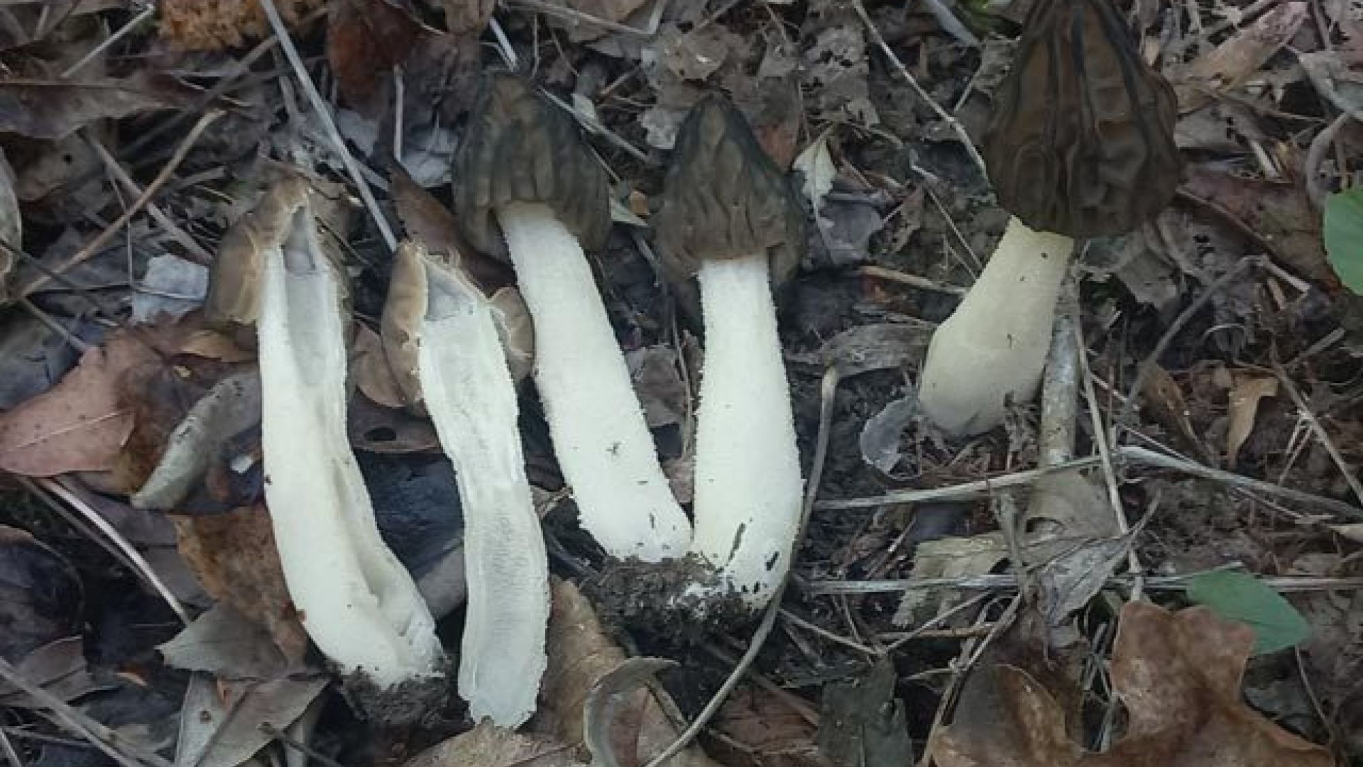 Fingerhutverpel