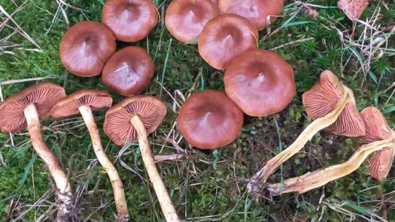 Zimtbrauner Hautkopf