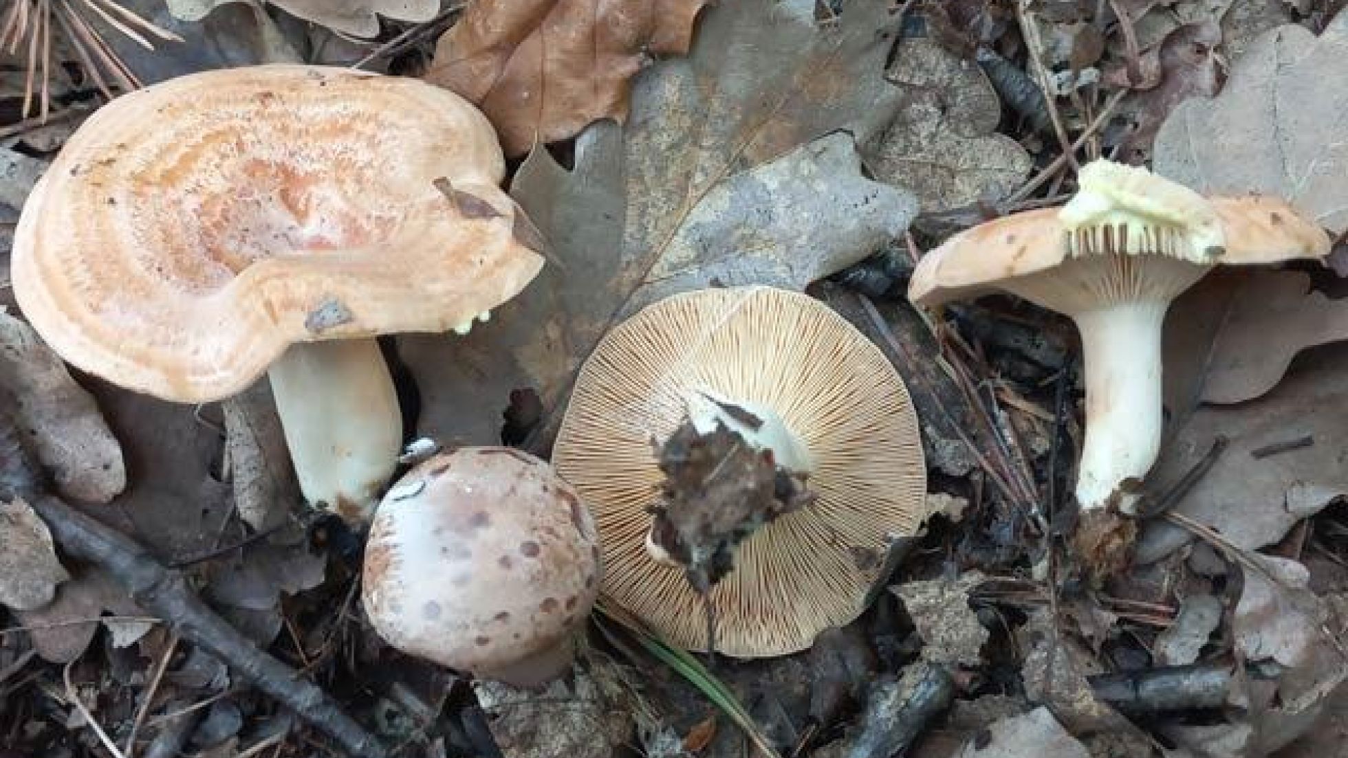 Goldflüssiger Milchling