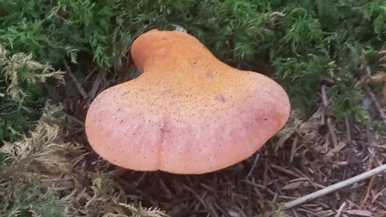 copyright: Günter Frühwirth Ochsenzunge, Leberreischling