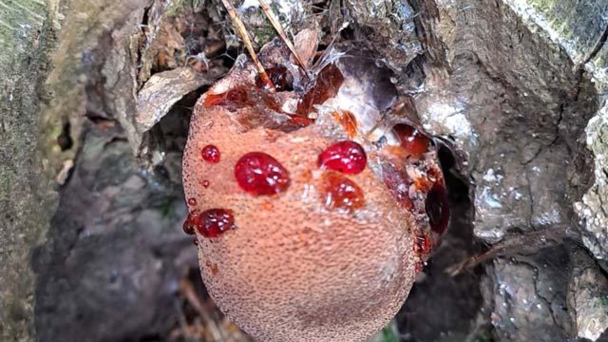 copyright: Günter Frühwirth Ochsenzunge, Leberreischling auf Holz