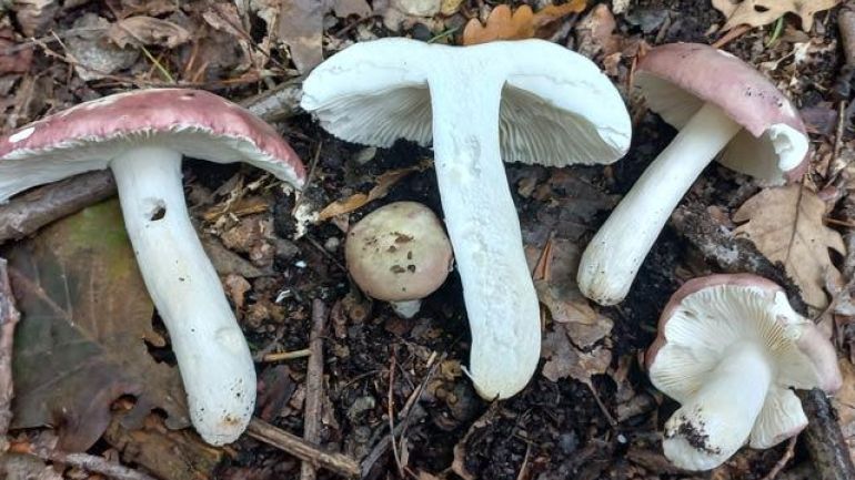 copyright: Günter Frühwirth Purpurschwarzer Täubling