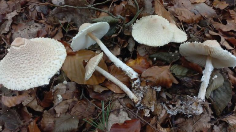 copyright: Günter Frühwirth Wollstielschirmling