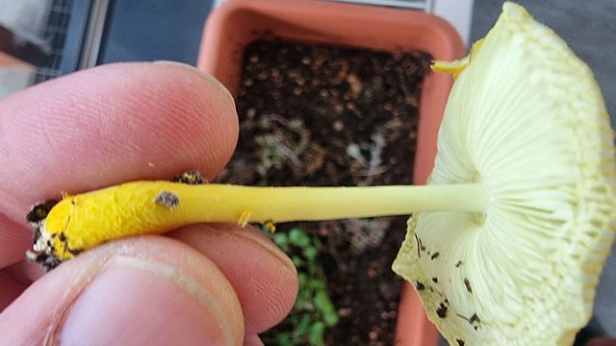 Gelber Faltenschirmling im Detail